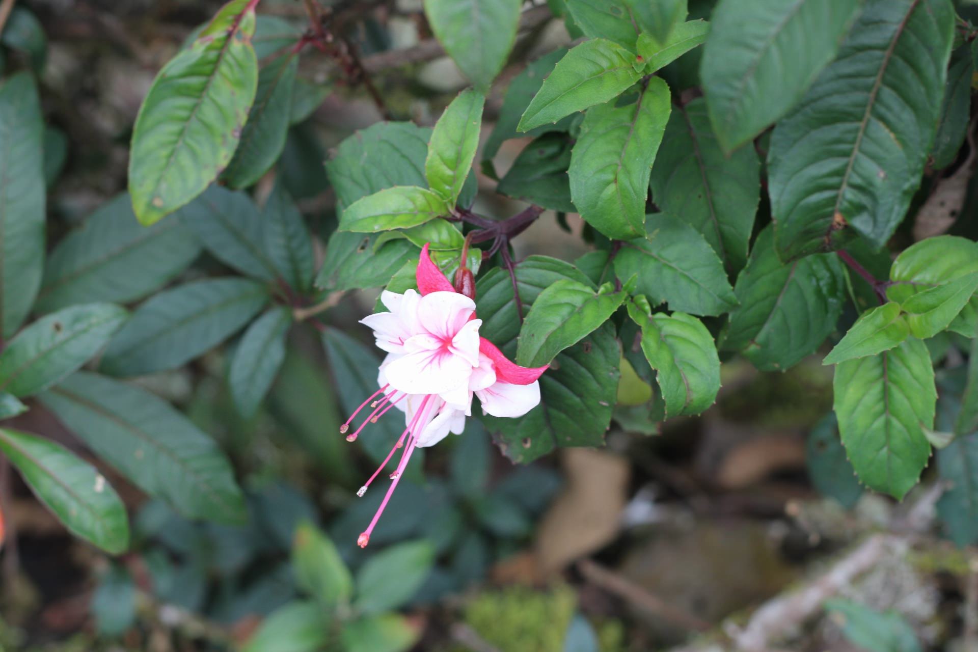 Fuchsia x hybrida